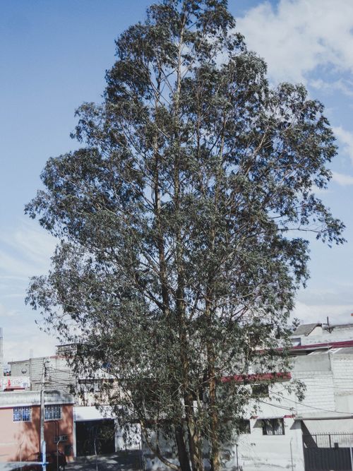 Free stock photo of tree Stock Photo