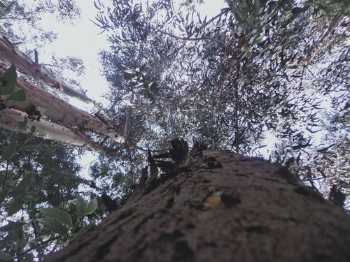 Free stock photo of love, sky, tree Stock Photo