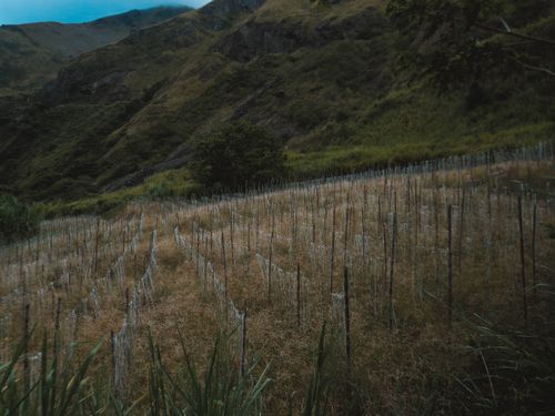Free stock photo of mother nature, nature, rice Stock Photo
