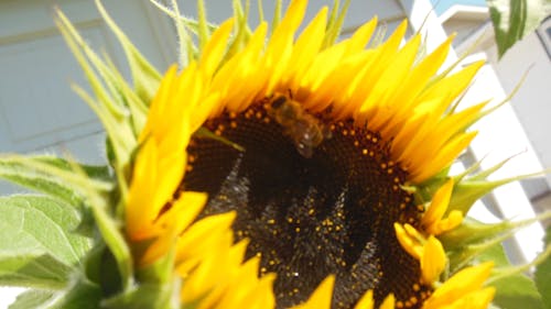 Free stock photo of bee, nectar, sunflower