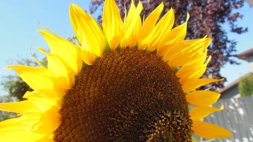 Free stock photo of sunflower blooms