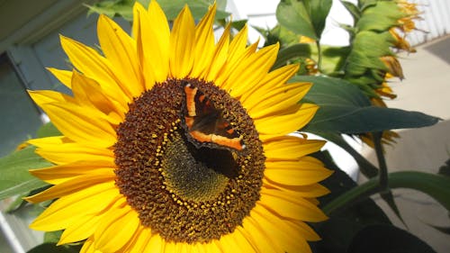 Free stock photo of butterfly, pretty ladies, sunflower in september