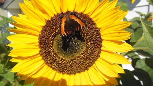 Free stock photo of pretty lady butterfly, sunflower beauty, turning toward the sun