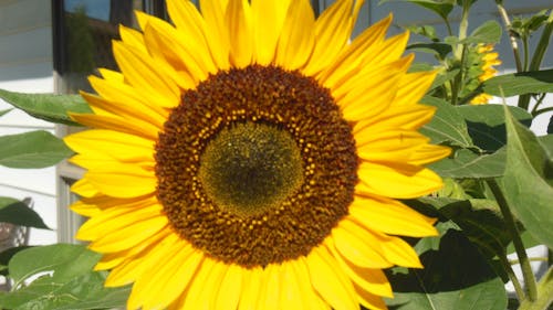 Free stock photo of sunflower, the sunny face