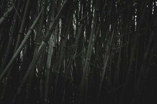 Foto d'estoc gratuïta de arbres de bambú, blanc i negre, d'humor variable