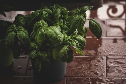 Water Drops on Plant