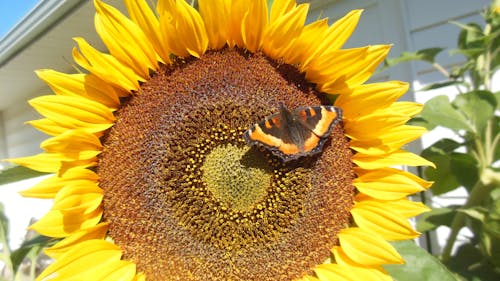 Free stock photo of butterfly, sunflower