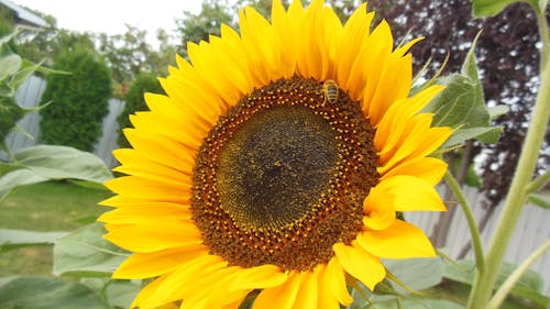 Free stock photo of bee collects nectar, sunflower bloom, trees