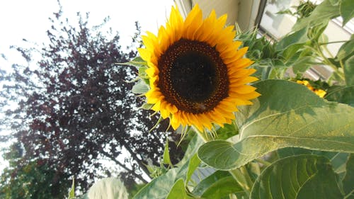 Free stock photo of september photo, sunflower