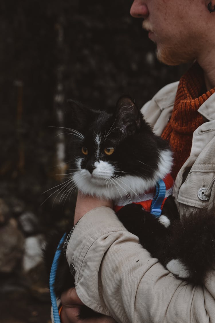 Persons Carrying A Cat