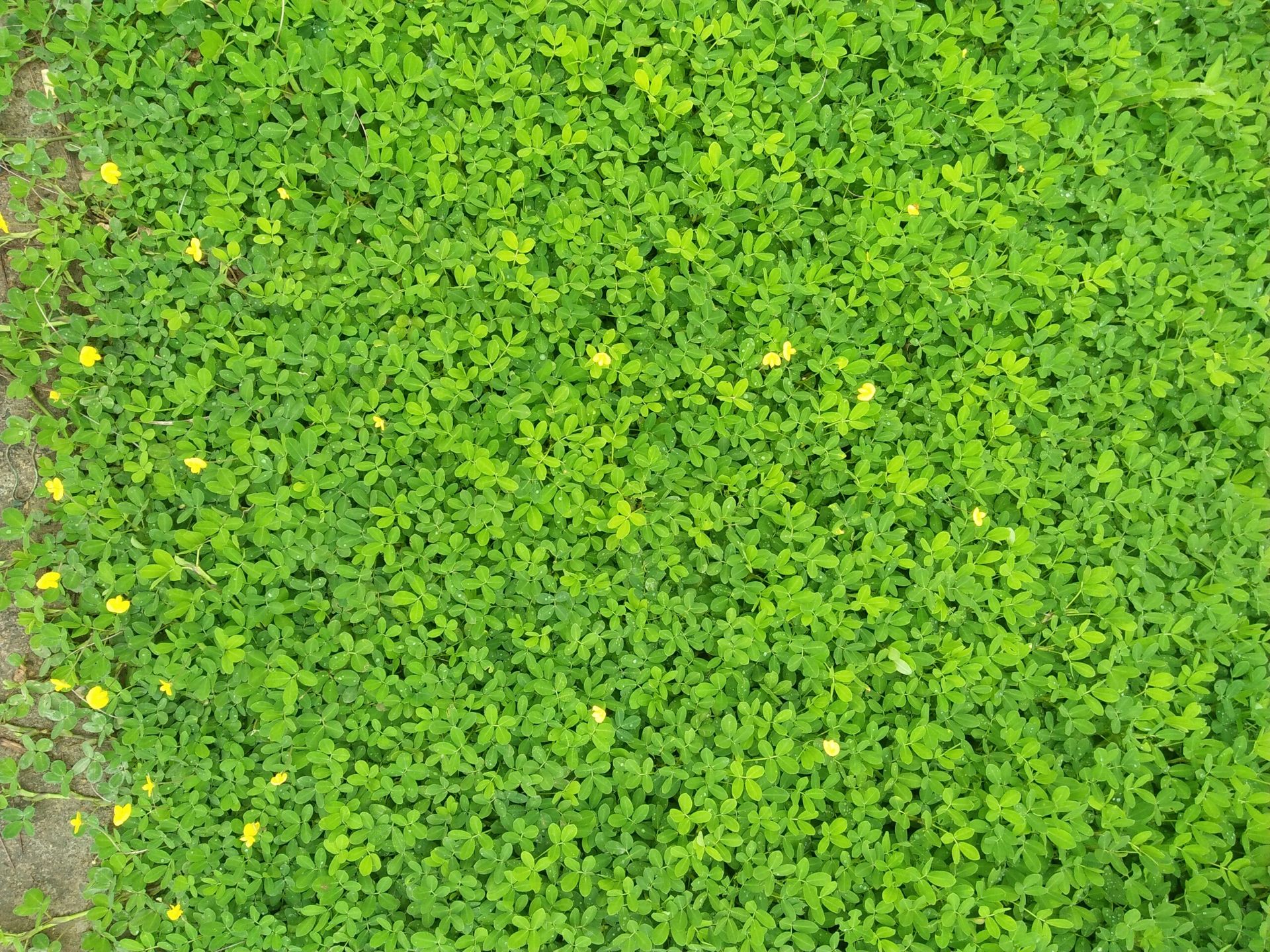 Lush green ground cover with small yellow flowers, viewed from above.