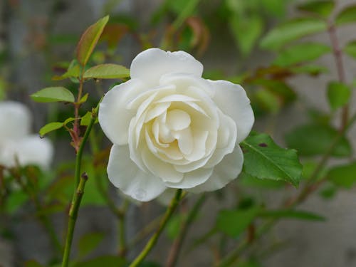 Free Photo of a Beautiful White Rose in Bloom Stock Photo