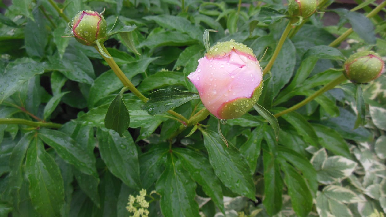 Paling Keren 15 Wallpaper Bunga Peony  Merah Muda Gambar  