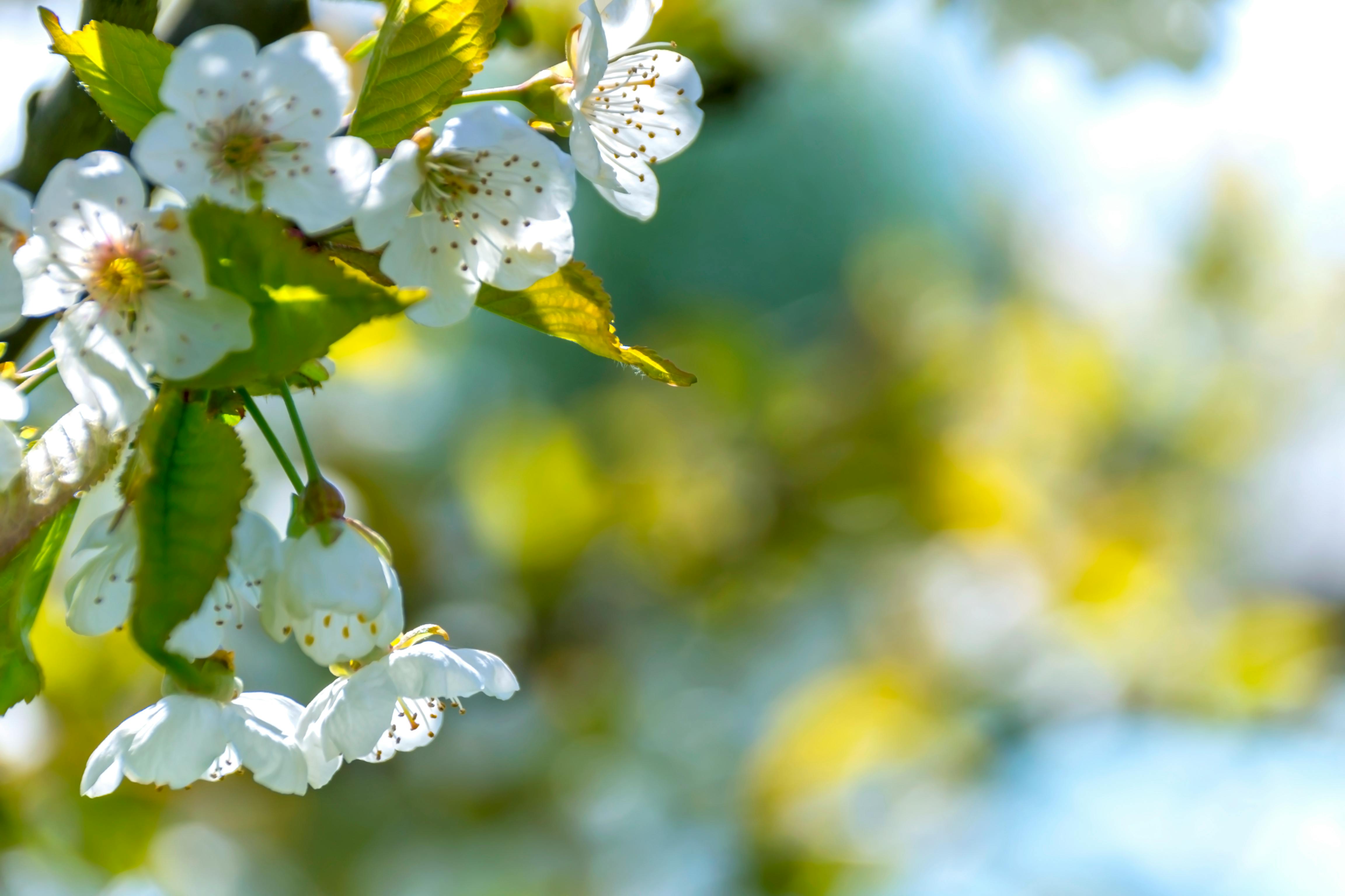 selective focus photo of white petaled flowers