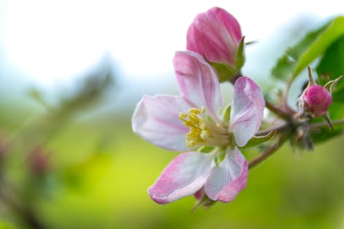 분홍색과 흰색 복숭아 꽃의 매크로 사진