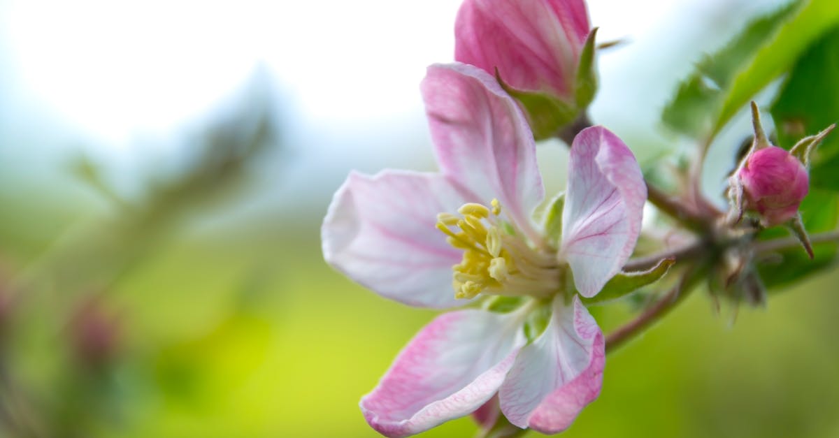 Free stock photo of apple blossom, close-up, flower