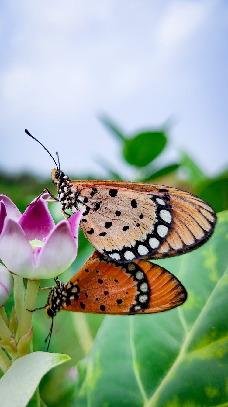 Close-Up Photo Of A Butterfly On A Milkweed Flower