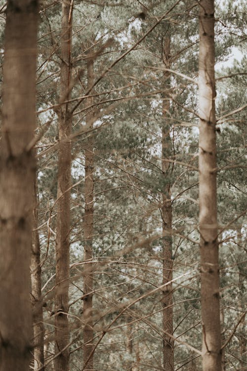 Close view on pines in forest