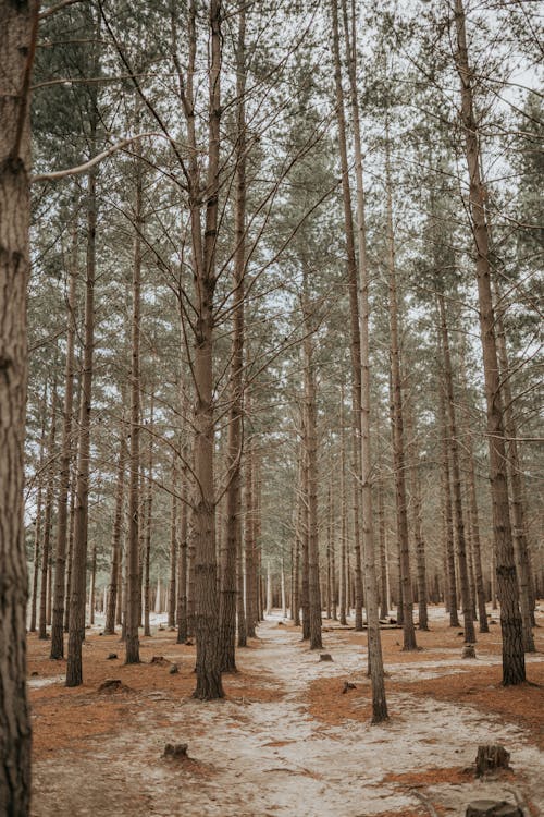 Pines in forest during winter