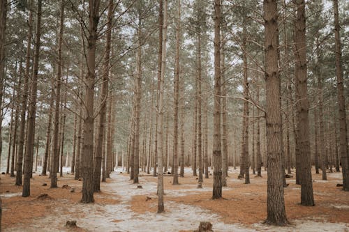 Pines in forest in winter