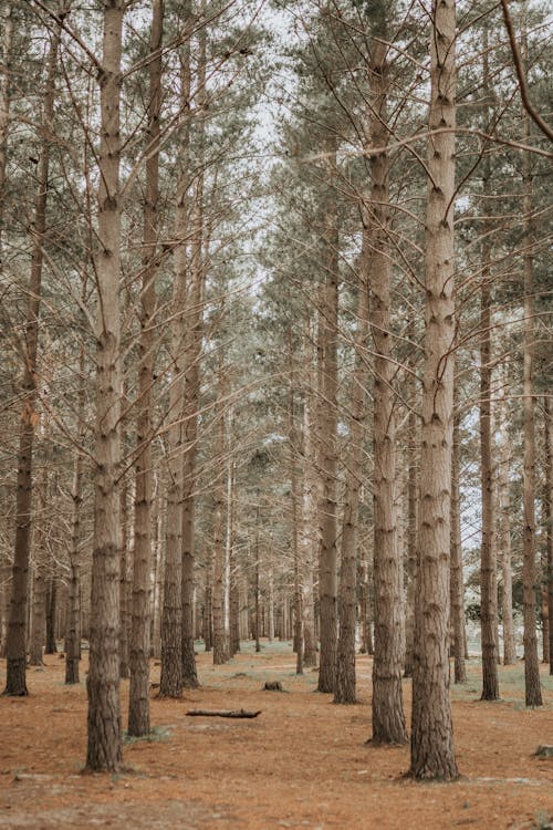 Pines in row in forest