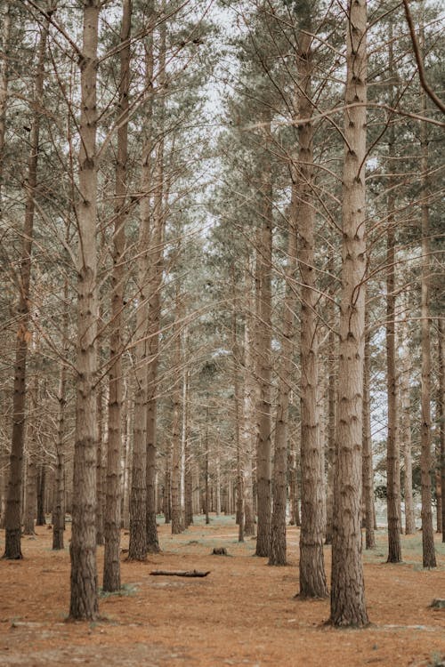 Kostenloses Stock Foto zu auftrag, baum, boden