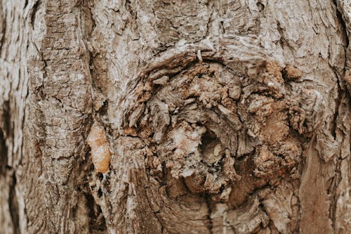 Close up on tree trunk