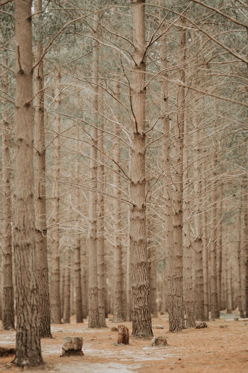 Pine trees in forest