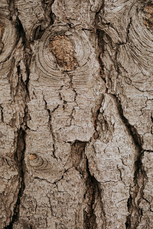 Close up on bark on tree trunk