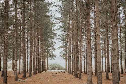 Foto d'estoc gratuïta de a l'aire lliure, arbre, bellesa a la natura