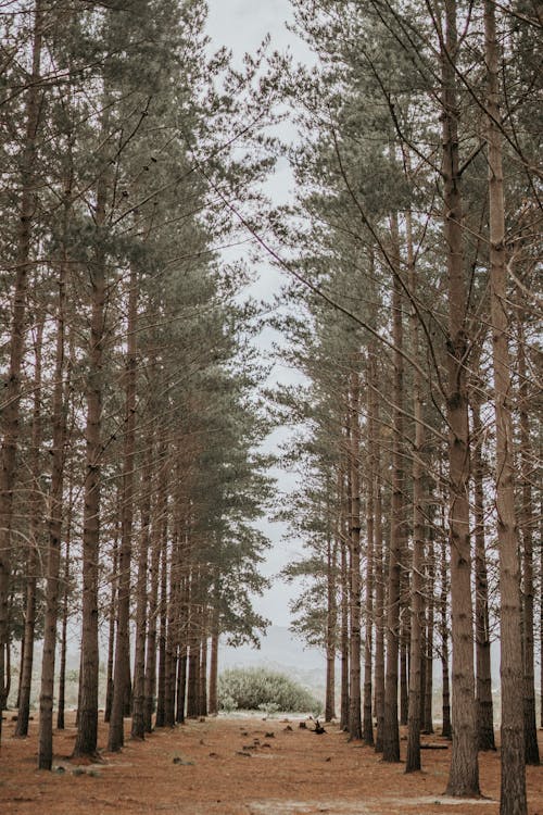 Pines in line in forest