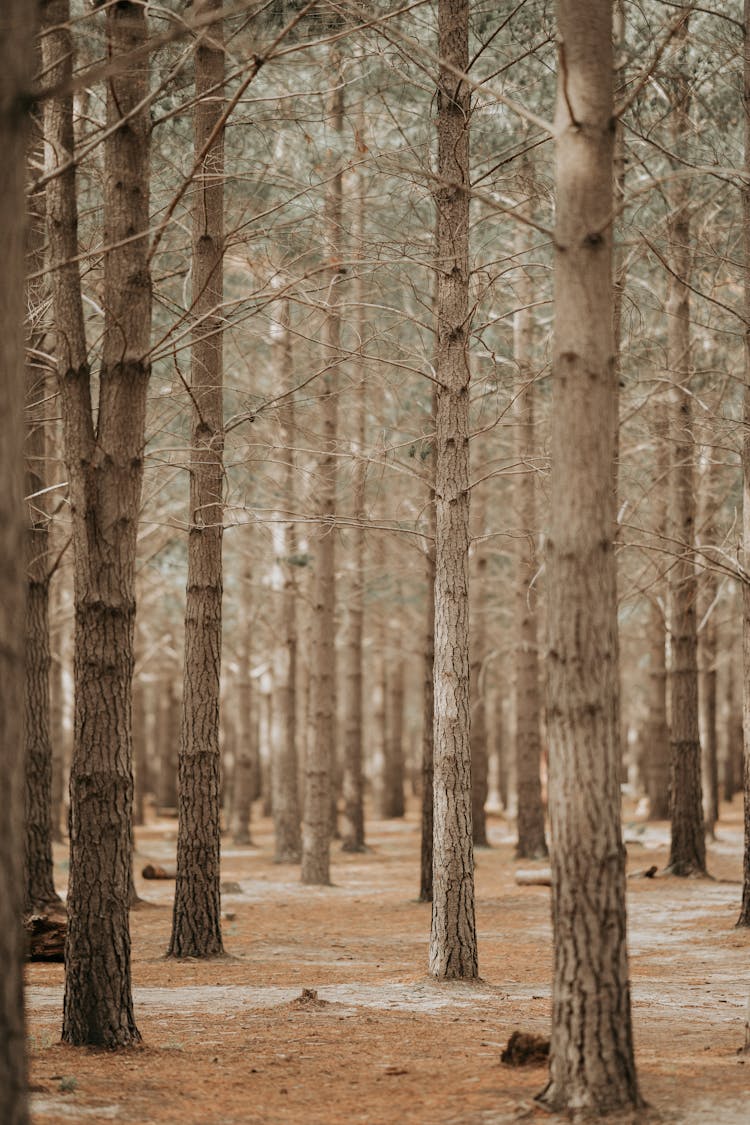 View On Lower Parts Of Pines In Forest