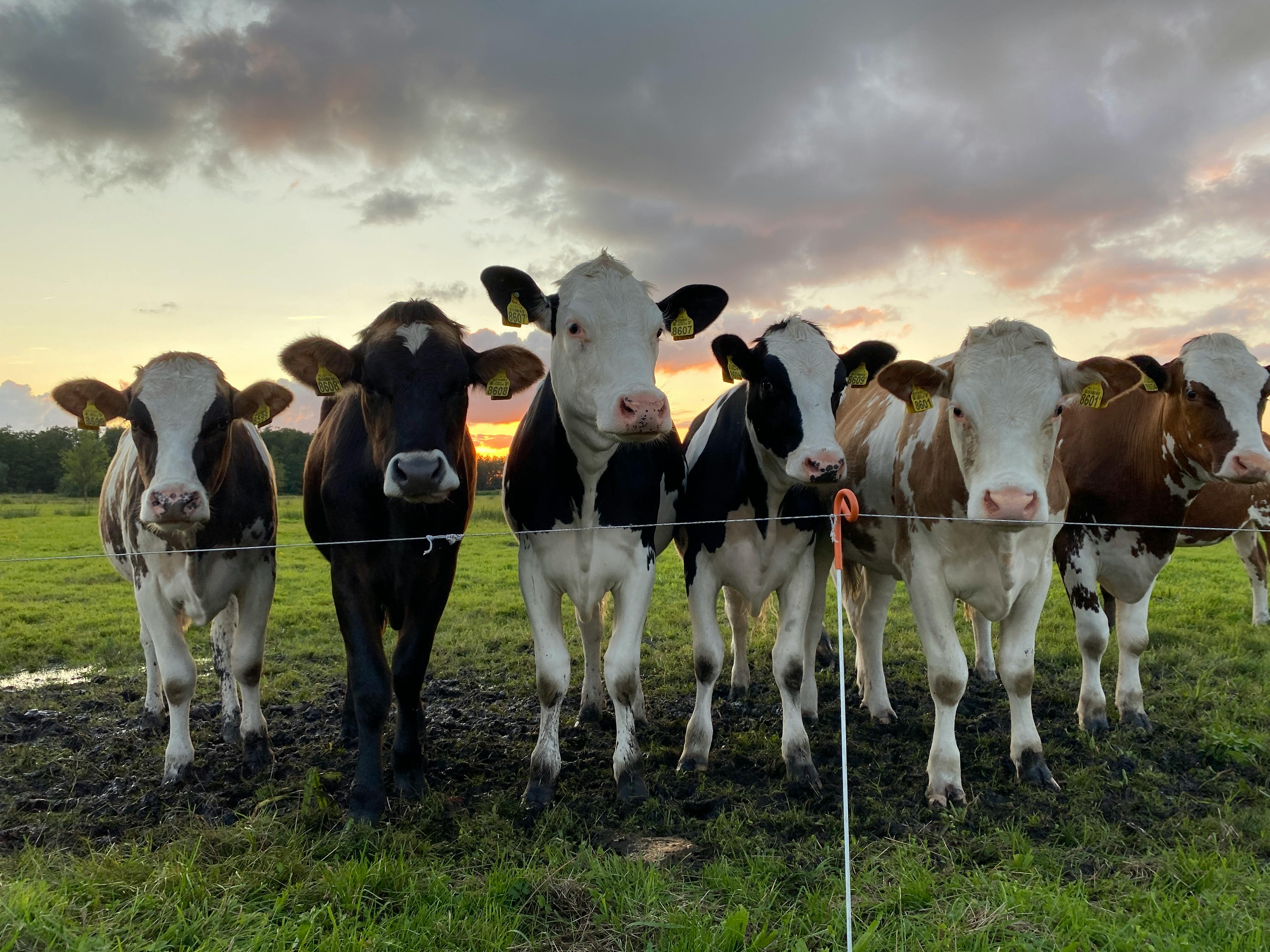 Dairy Cows Photos, Download The BEST Free Dairy Cows Stock Photos & HD  Images