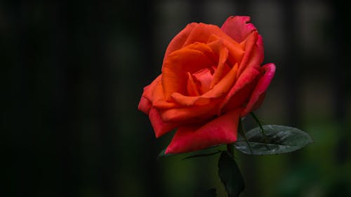 Free Close Up Photo of a Red Rose Stock Photo