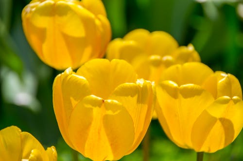 Five Yellow Flowers