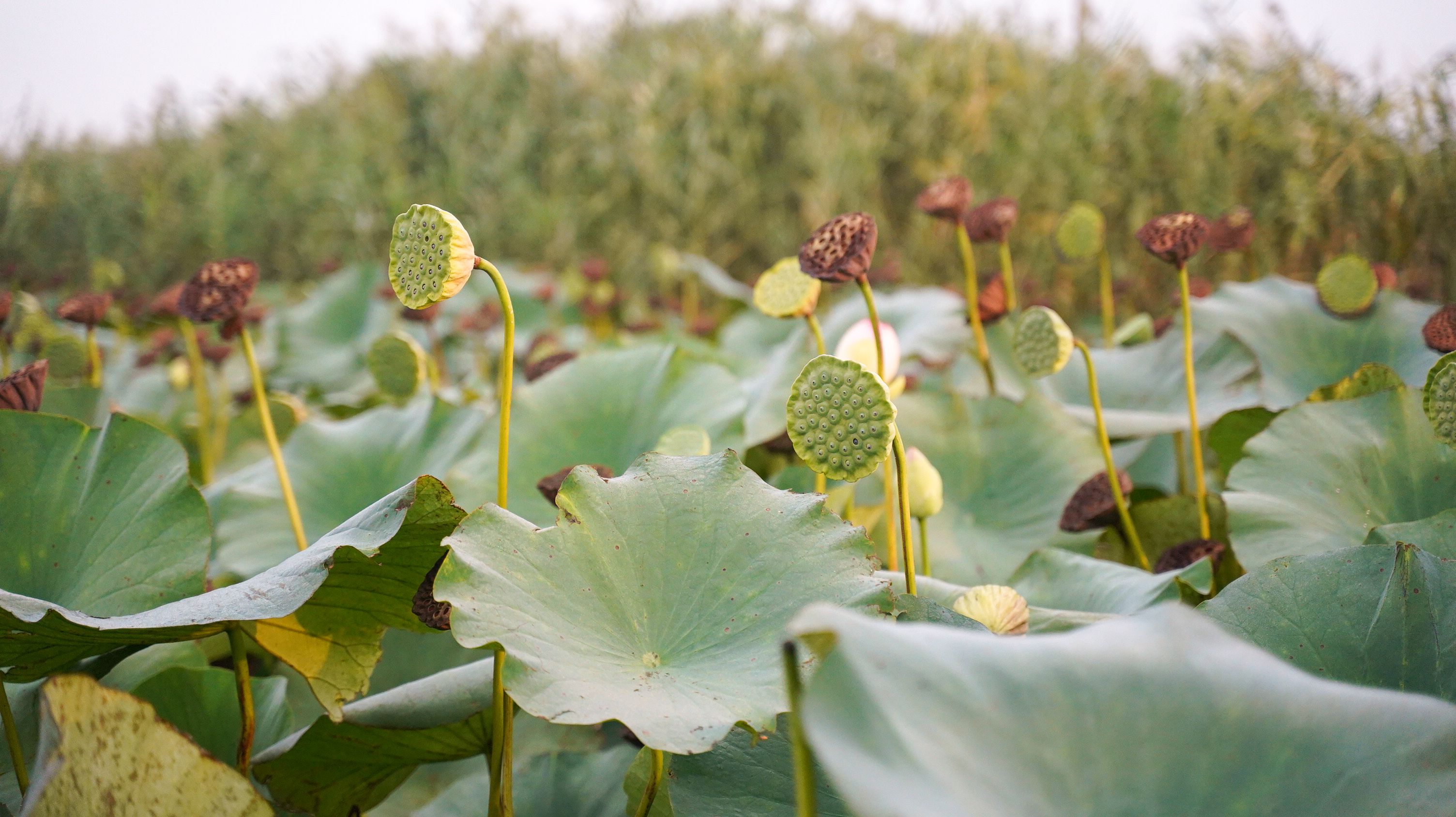 Makhana pond with lotus plants — AquaFionix integrated aquaculture