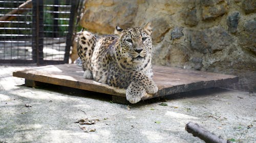 Free Leopard Lying on Wooden Pallet Stock Photo