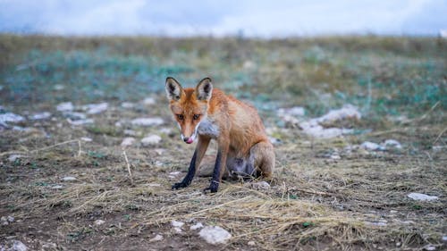 Fox Sitting on Ground in Field
