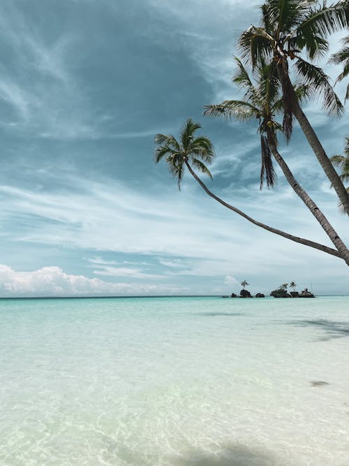 Tropical Beach with Palm Trees