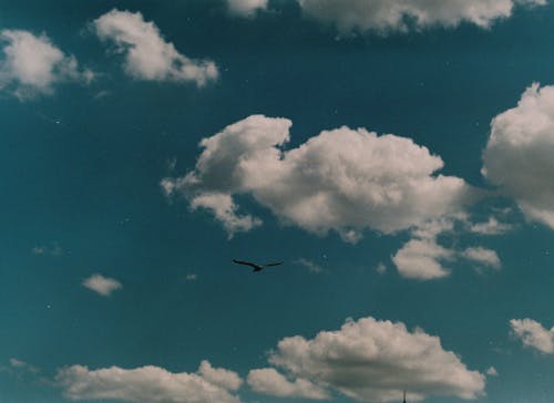 Kostnadsfria Kostnadsfri bild av fågel, flygande, himmel Stock foto