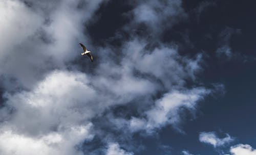 灰色の空飛ぶ鳥のローアングル写真