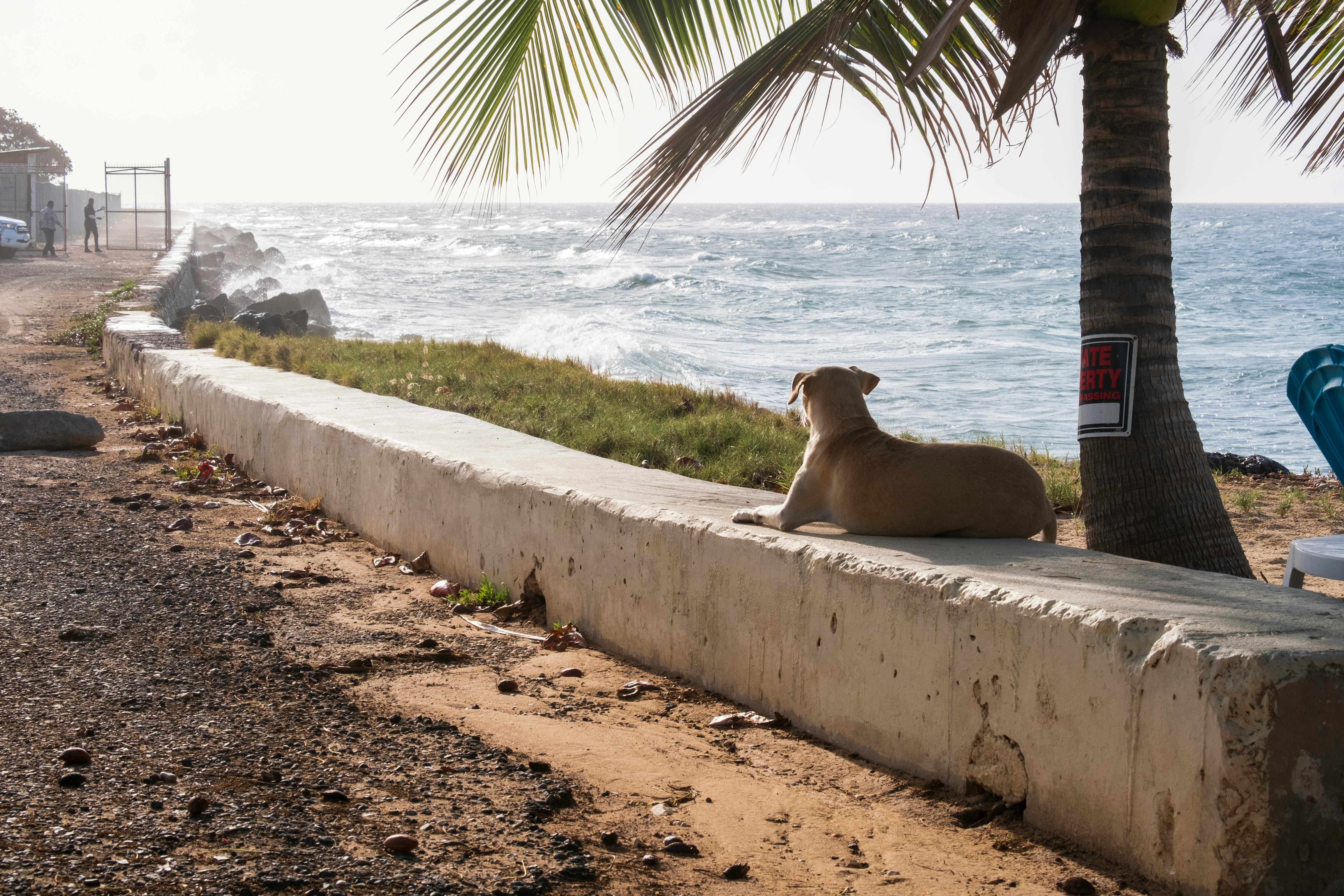 A dog lounging under a palm tree on a coastal pathway in Montego Bay, Jamaica. - Montego Bay