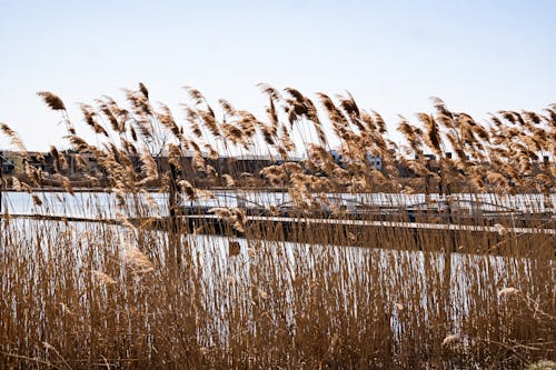 Foto profissional grátis de apressa, beira do lago, cenário