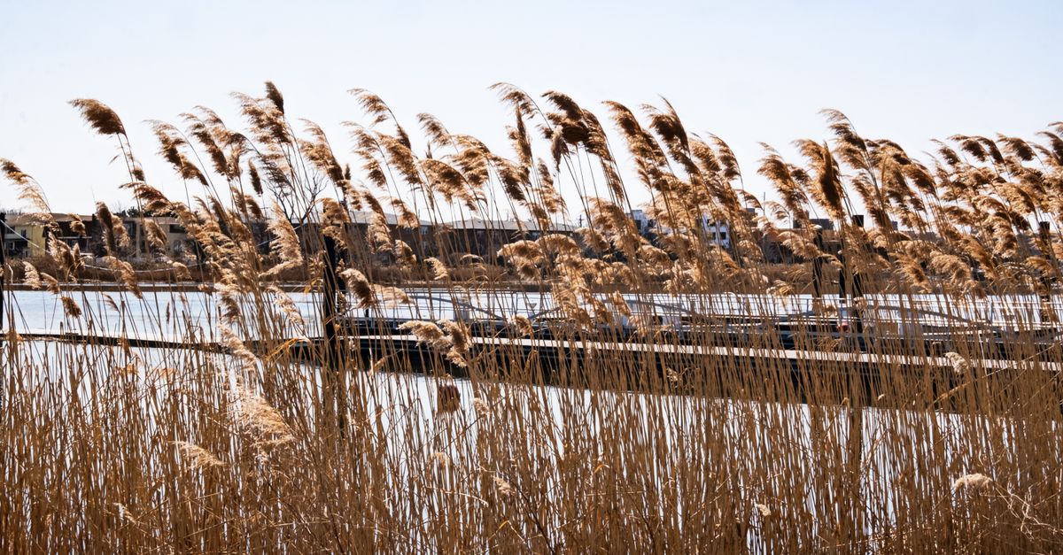 4 Common Florida Rushes Rushes on Lakeshore · Free Stock Photo