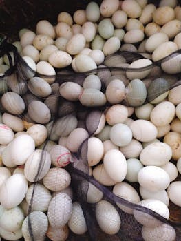 A batch of freshly harvested duck eggs covered with black mesh netting, ready for sale.