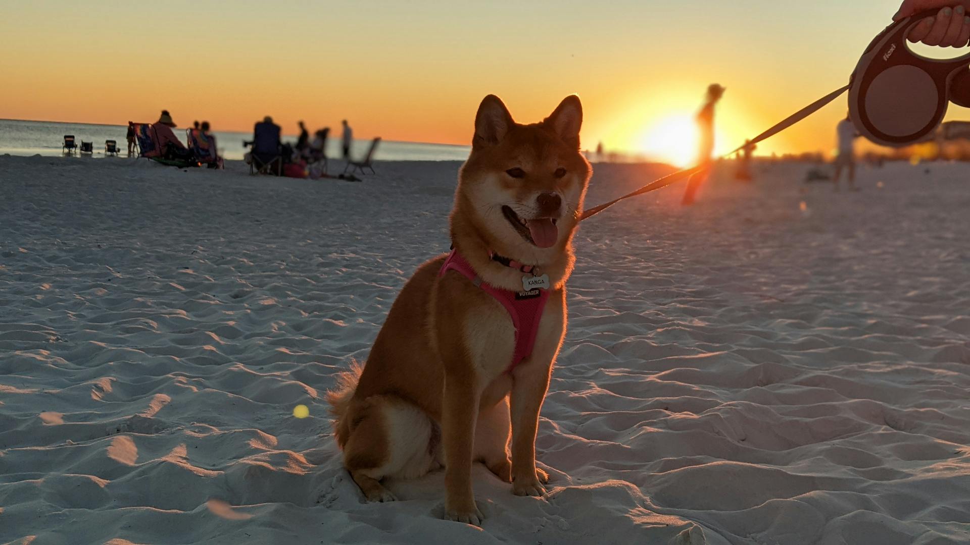 Dog at the Beach