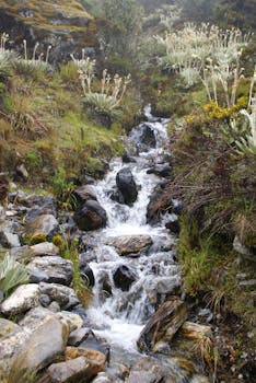 宁静的山溪在岩石上层叠流淌，四周环绕着郁郁葱葱的绿色植物和独特的植被