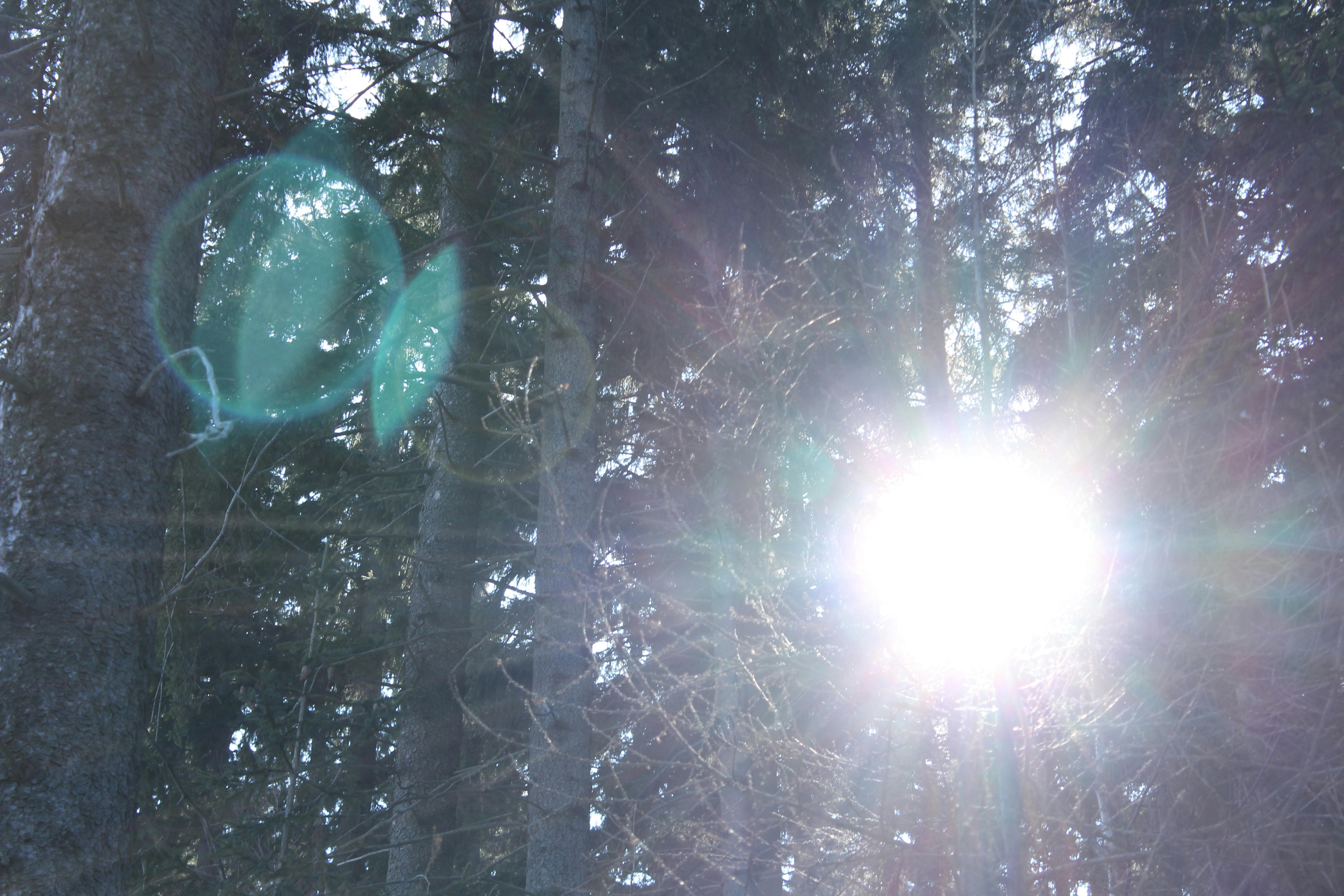 Free stock photo of forest, pine trees, sun