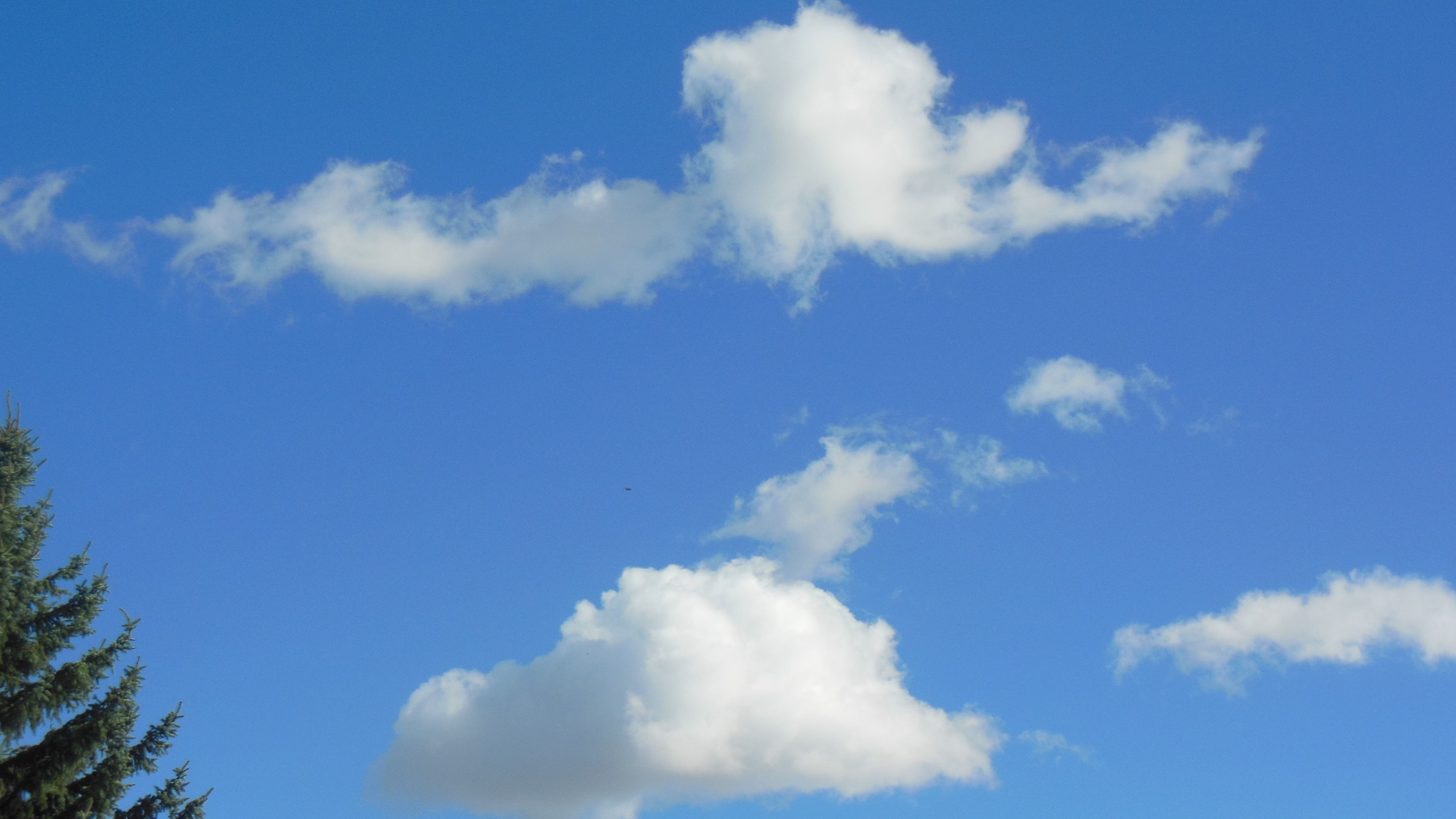 Foto Stok Gratis Tentang Awan Di Langit Biru Pohon Terbang Burung