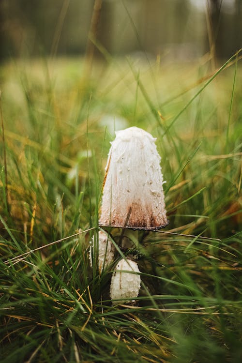 Close Up Shot of a Mushroom